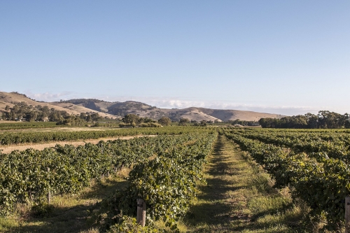 A vineyard in the Barossa Valley